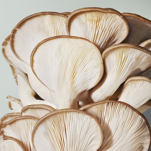 NIB ORIGINS Mega-Mushroom Relief & Resilience Soothing Treatment Lotion, 6.7 oz. - Picture 6 of 6